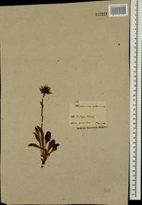 Hieracium alpinum L., Eastern Europe, Northern region (E1) (Russia)