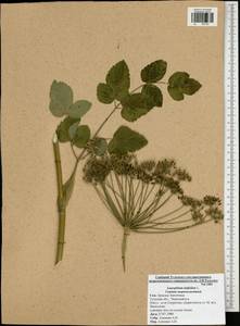 Laserpitium latifolium L., Eastern Europe, Central region (E4) (Russia)