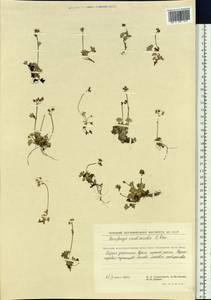 Micranthes nudicaulis, Siberia, Chukotka & Kamchatka (S7) (Russia)