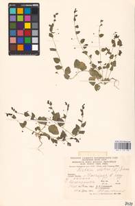 MHA 0 159 130, Kickxia elatine (L.) Dumort., Eastern Europe, West Ukrainian region (E13) (Ukraine)