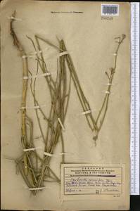 Chondrilla leiosperma Kar. & Kir., Middle Asia, Western Tian Shan & Karatau (M3) (Kazakhstan)