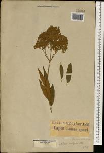 Buddleja saligna Willd., Africa (AFR) (South Africa)