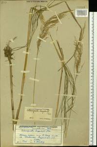 Calamagrostis purpurea (Trin.) Trin., Siberia, Russian Far East (S6) (Russia)