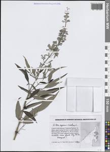 Vitex agnus-castus L., South Asia, South Asia (Asia outside ex-Soviet states and Mongolia) (ASIA) (United Arab Emirates)