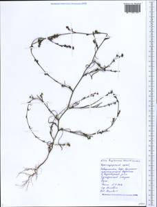 Bupleurum tenuissimum L., Caucasus, Black Sea Shore (from Novorossiysk to Adler) (K3) (Russia)