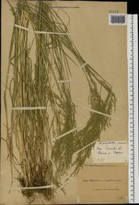 Poa trivialis L., Eastern Europe, North Ukrainian region (E11) (Ukraine)