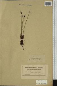 Schoenus ferrugineus L., Western Europe (EUR) (Not classified)