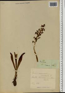 Orchis mascula (L.) L., Eastern Europe, Estonia (E2c) (Estonia)