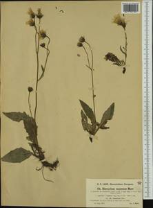 Hieracium rauzense subsp. rauzense, Western Europe (EUR) (Austria)