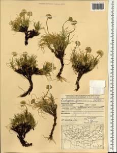 Arctogeron gramineum (L.) DC., Mongolia (MONG) (Mongolia)