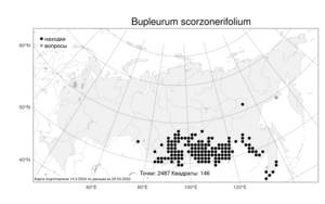 Bupleurum scorzonerifolium Willd., Atlas of the Russian Flora (FLORUS) (Russia)