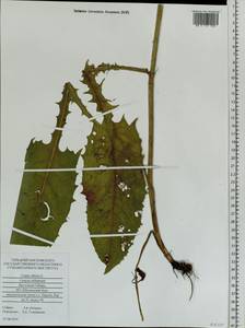 Crepis sibirica L., Siberia, Altai & Sayany Mountains (S2) (Russia)