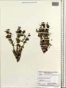 Astragalus tolmaczevii B.A. Yurtsev, Siberia, Chukotka & Kamchatka (S7) (Russia)