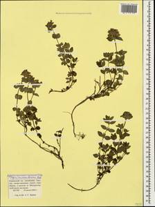 Thymus nummularius M.Bieb., Caucasus, Krasnodar Krai & Adygea (K1a) (Russia)
