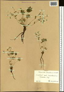 Potentilla humifusa Willd. ex D. F. K. Schltdl., Siberia, Altai & Sayany Mountains (S2) (Russia)