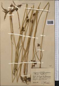 Schoenoplectus triqueter (L.) Palla, Middle Asia, Western Tian Shan & Karatau (M3) (Uzbekistan)