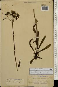 Pilosella cymosa subsp. vaillantii (Tausch) S. Bräut. & Greuter, Eastern Europe, Moscow region (E4a) (Russia)