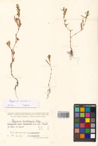 Polygonum aviculare L., Siberia, Russian Far East (S6) (Russia)