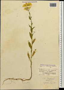 Erysimum ibericum (Adams) DC., Caucasus, North Ossetia, Ingushetia & Chechnya (K1c) (Russia)