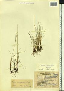 Carex microglochin Wahlenb., Siberia, Yakutia (S5) (Russia)