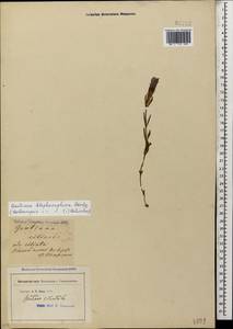 Gentianopsis ciliata subsp. blepharophora (Bordz.) W. Greuter, Caucasus, Georgia (K4) (Georgia)