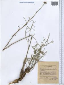 Seseli tenuisectum Regel & Schmalh., Middle Asia, Western Tian Shan & Karatau (M3) (Tajikistan)