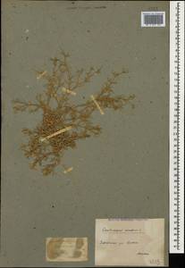 Ceratocarpus arenarius L., Caucasus, Azerbaijan (K6) (Azerbaijan)