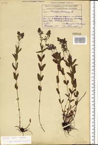 Veronica krylovii Schischk., Siberia, Altai & Sayany Mountains (S2) (Russia)