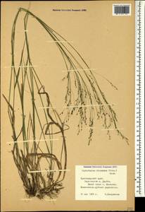 Achnatherum virescens (Trin.) Banfi, Galasso & Bartolucci, Caucasus, Black Sea Shore (from Novorossiysk to Adler) (K3) (Russia)