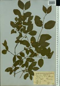 Lonicera xylosteum L., Eastern Europe, Moscow region (E4a) (Russia)