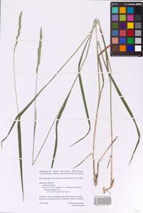 Brachypodium peregrinum Stanisl. & Tzvelev, Eastern Europe, Western region (E3) (Russia)