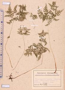 Cystopteris montana (Lam.) Bernh., Siberia, Altai & Sayany Mountains (S2) (Russia)