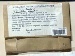 Mylia taylorii (Hook.) Gray, Bryophytes, Bryophytes - Russian Far East (excl. Chukotka & Kamchatka) (B20) (Russia)