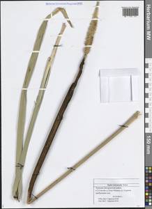 Typha latifolia L., Eastern Europe, Middle Volga region (E8) (Russia)