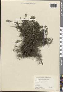 Ziziphora puschkinii Adams, Caucasus, Dagestan (K2) (Russia)