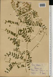 Vicia sylvatica L., Eastern Europe, Central forest-and-steppe region (E6) (Russia)