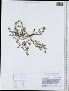Euphorbia chamaesyce L., South Asia, South Asia (Asia outside ex-Soviet states and Mongolia) (ASIA) (China)