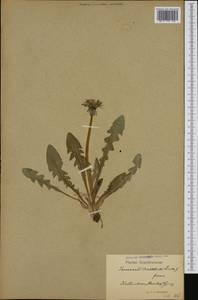 Taraxacum stenoglossum Brenner, Western Europe (EUR) (Sweden)