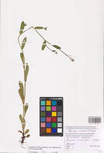 Myosotis arvensis (L.) Hill, Eastern Europe, Central region (E4) (Russia)