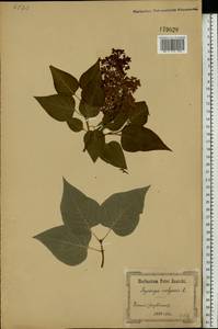 Syringa vulgaris L., Eastern Europe, North Ukrainian region (E11) (Ukraine)