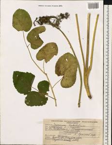 Laserpitium latifolium L., Eastern Europe, Western region (E3) (Russia)