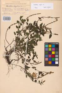 MHA 0 155 483, Scutellaria supina L., Eastern Europe, Central forest-and-steppe region (E6) (Russia)