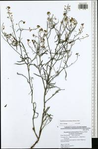 Sisymbrium polymorphum (Murray) Roth, Eastern Europe, Central region (E4) (Russia)