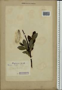 Salix phylicifolia L., Eastern Europe, Northern region (E1) (Russia)