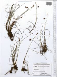 Carex limosa L., Siberia, Central Siberia (S3) (Russia)