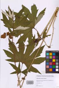 Filipendula digitata (Willd.) Bergmans, Siberia, Russian Far East (S6) (Russia)