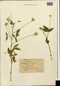 Bituminaria bituminosa (L.) C.H.Stirt., Caucasus, Abkhazia (K4a) (Abkhazia)
