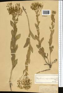Lepidium chalepense L., Middle Asia, Dzungarian Alatau & Tarbagatai (M5) (Kazakhstan)