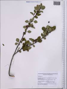 Cotoneaster, Middle Asia, Northern & Central Tian Shan (M4) (Kyrgyzstan)