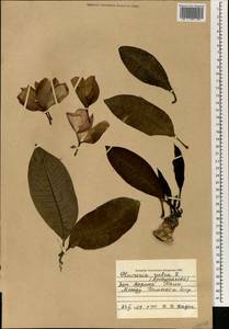 Plumeria rubra L., Africa (AFR) (Mali)